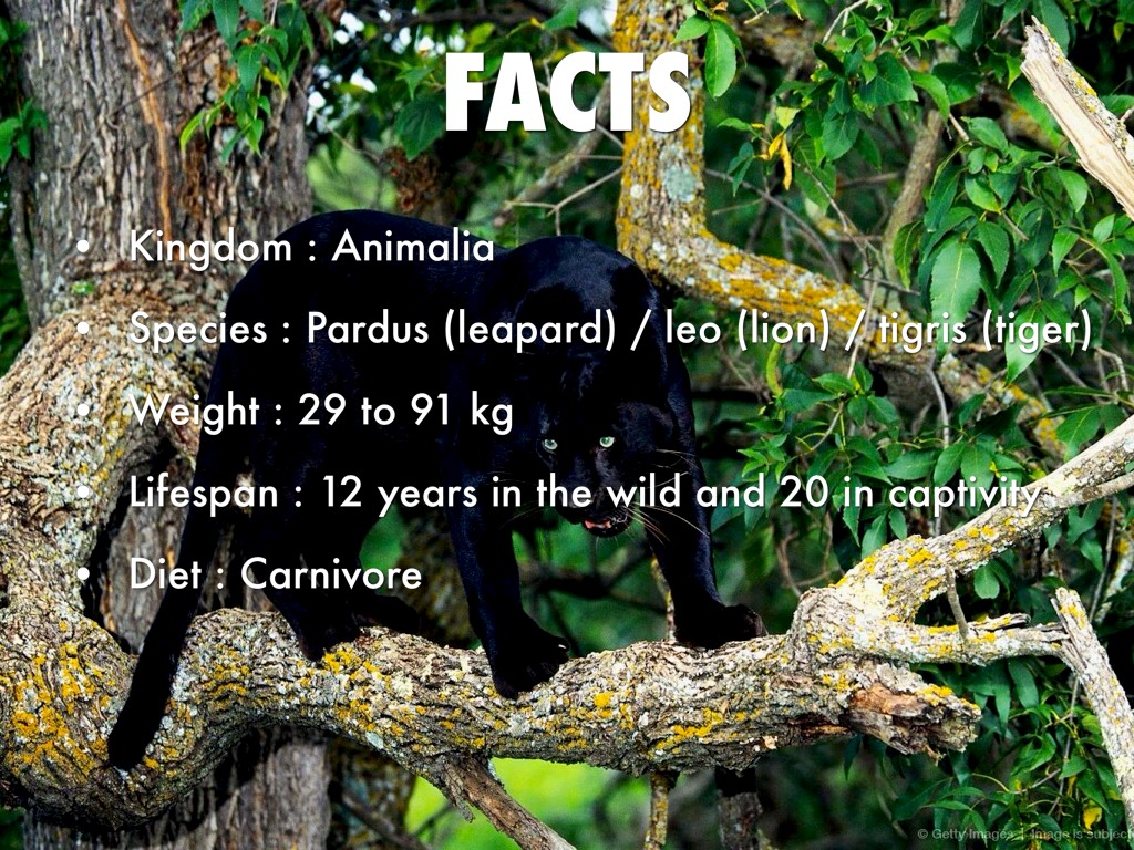 Black Panther Mammal Facts At Ethan Fuhrman Blog