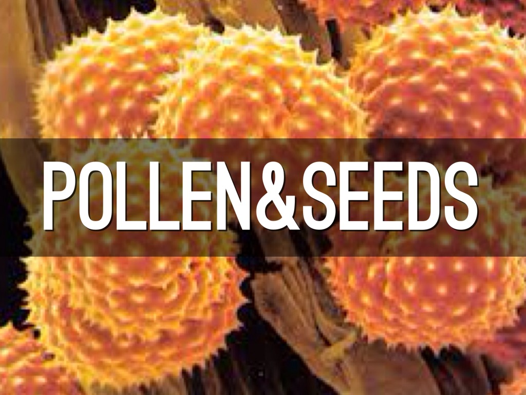 Plants by Hunter Highfield