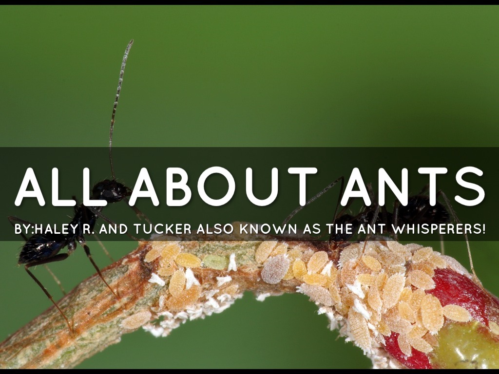 All About Ants