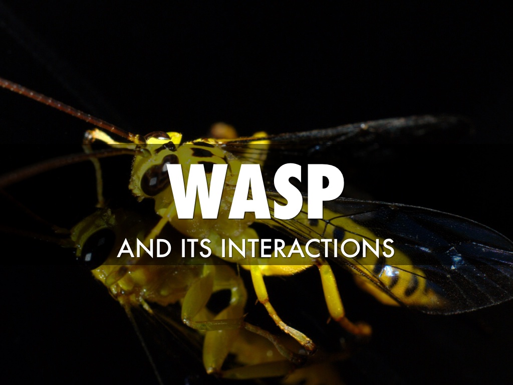 Wasp