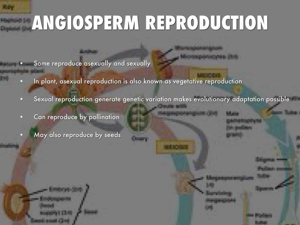 Biologyangio/gymnosperm by Raegan Price
