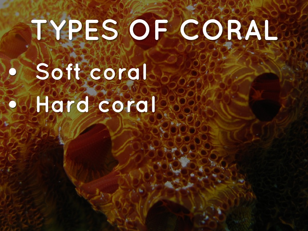 Coral Reefs by Anthony Daugherty