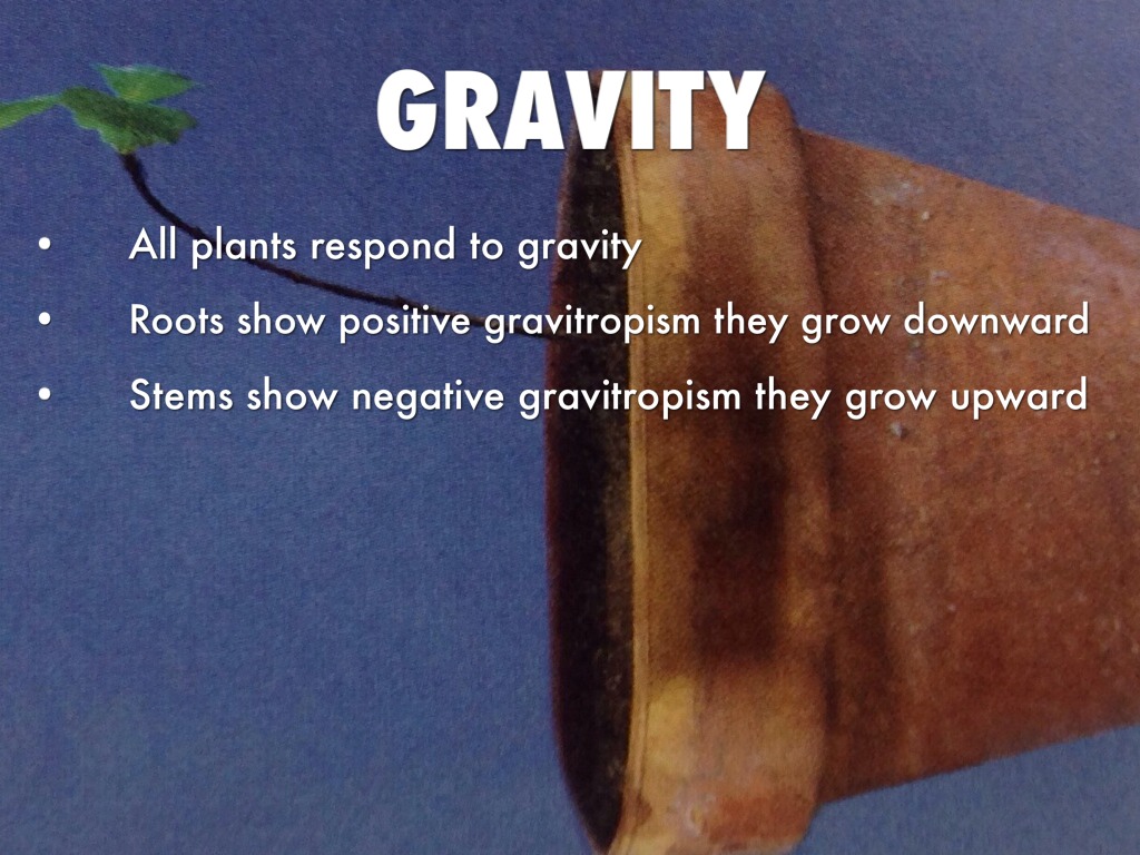 Plants by Haley Byrams