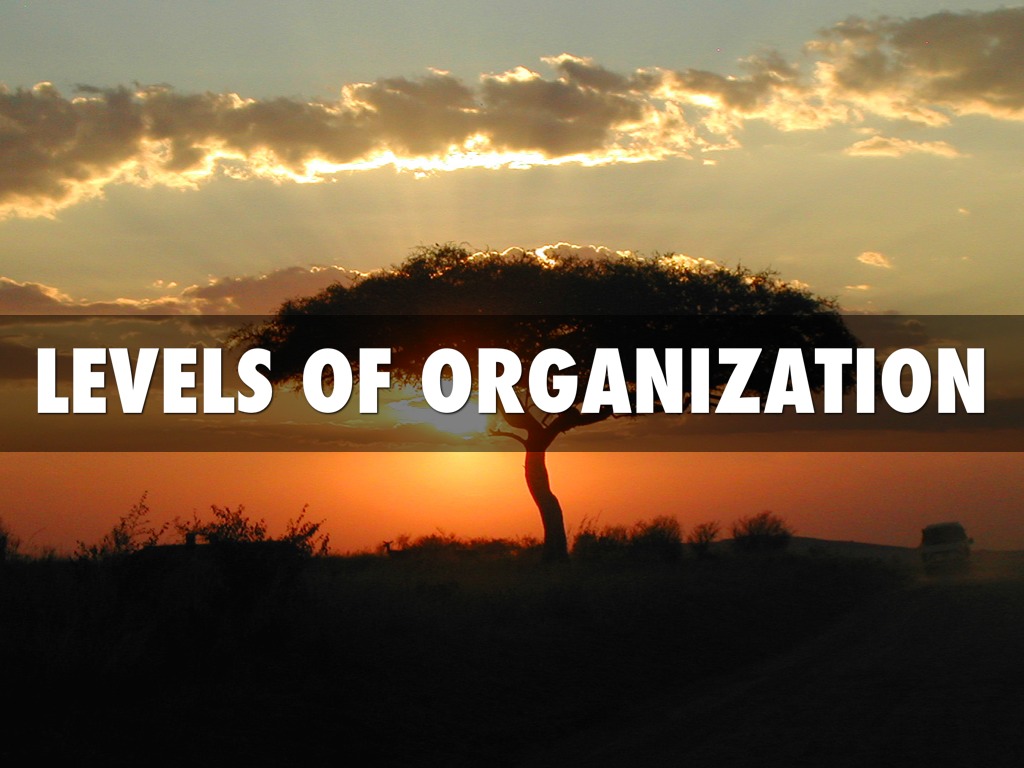 LEVELS OF ORGANIZATION