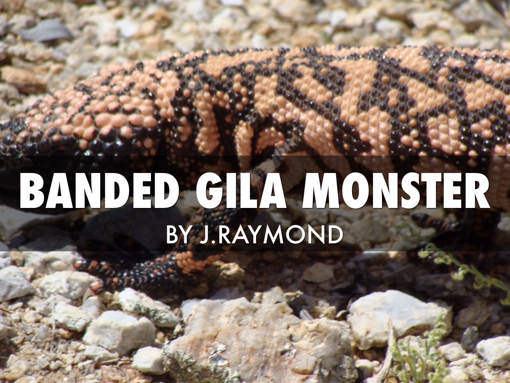 Banded Gila Monster