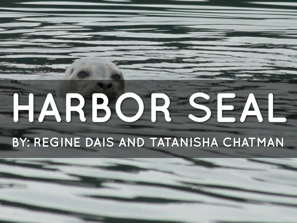 Copy of Harbor Seal
