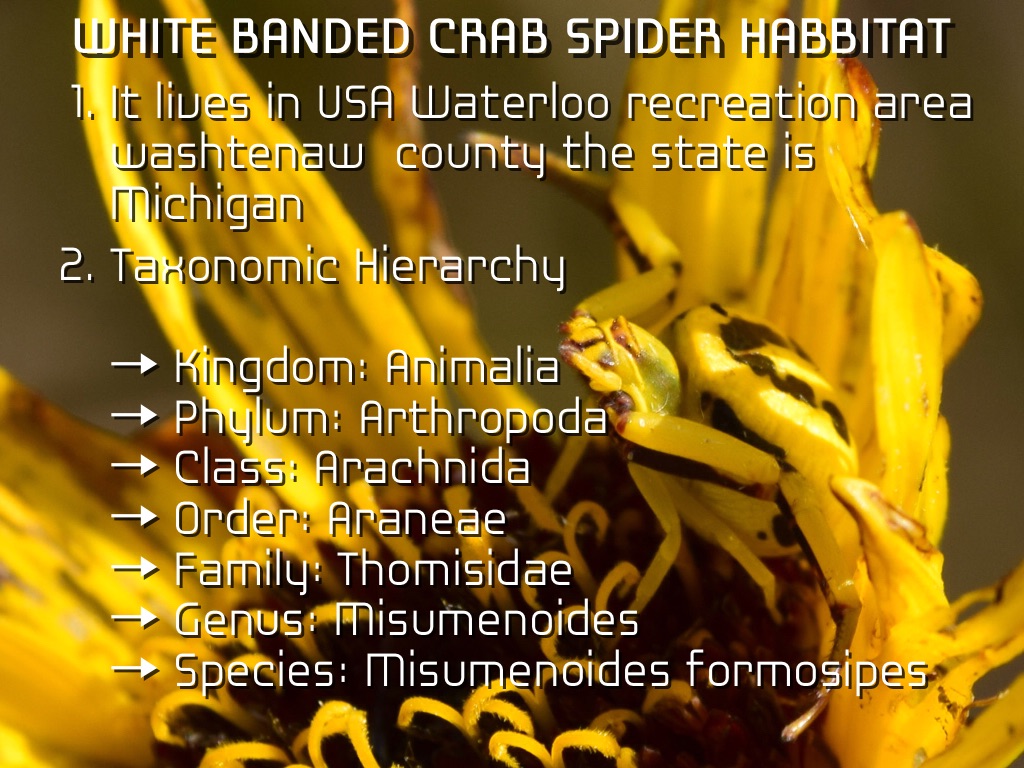 White Banded Crab Spider's Habitat 