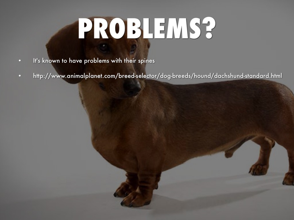 Dachshund by Halle Ortner