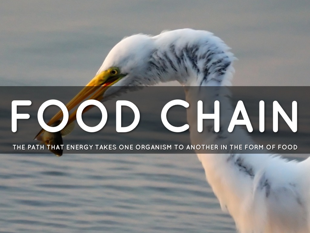 Food Chains
