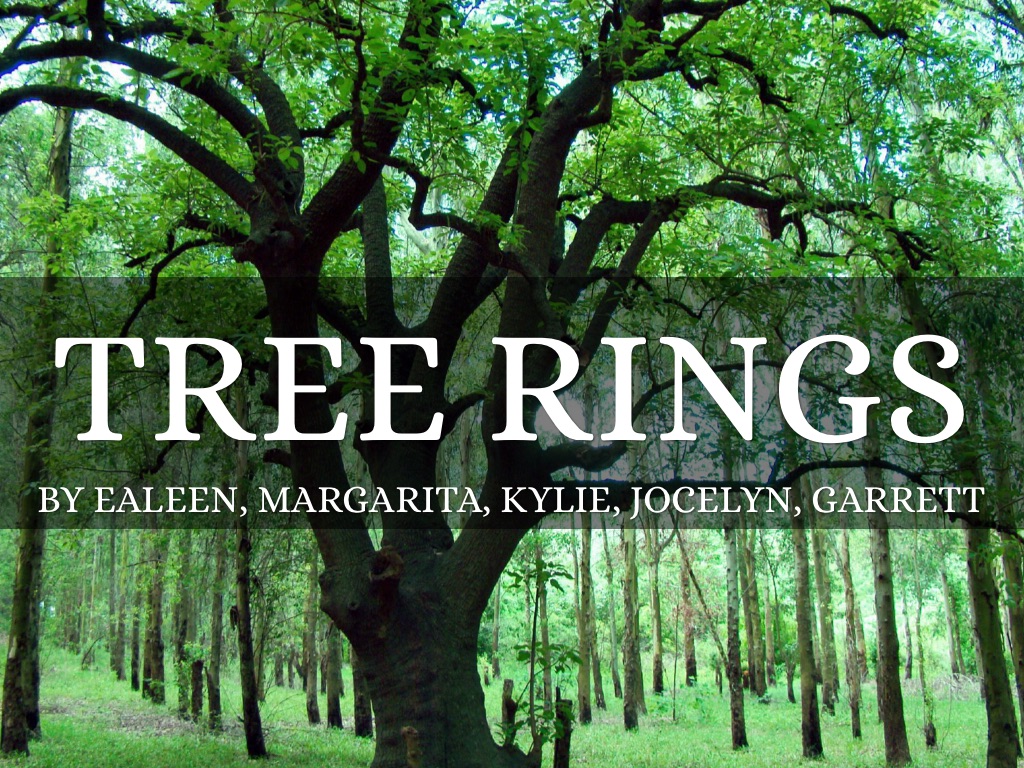 Tree Rings by rosasmoscosa