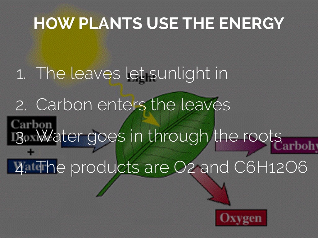Photosynthesis And Cellular Respiration by Victor