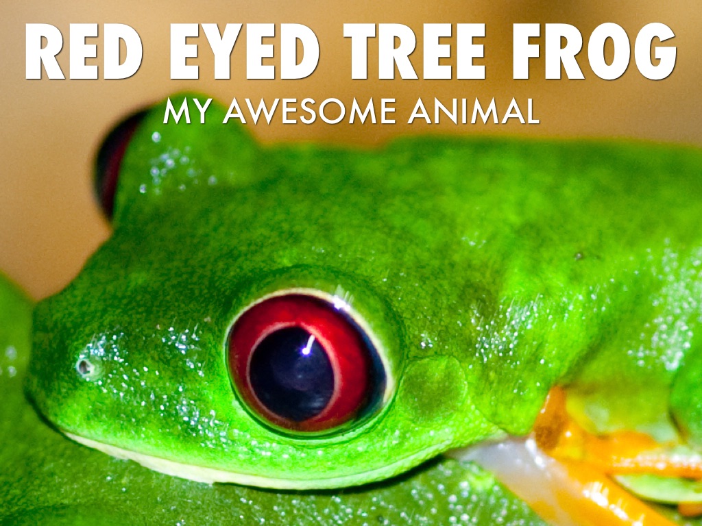 Reed Red Eyed Tree Frog 