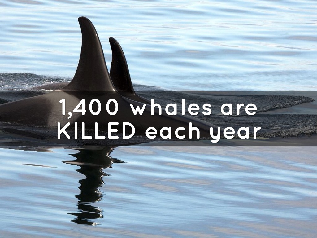 Whaling by Angel Browning