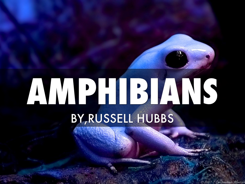 Amphibians