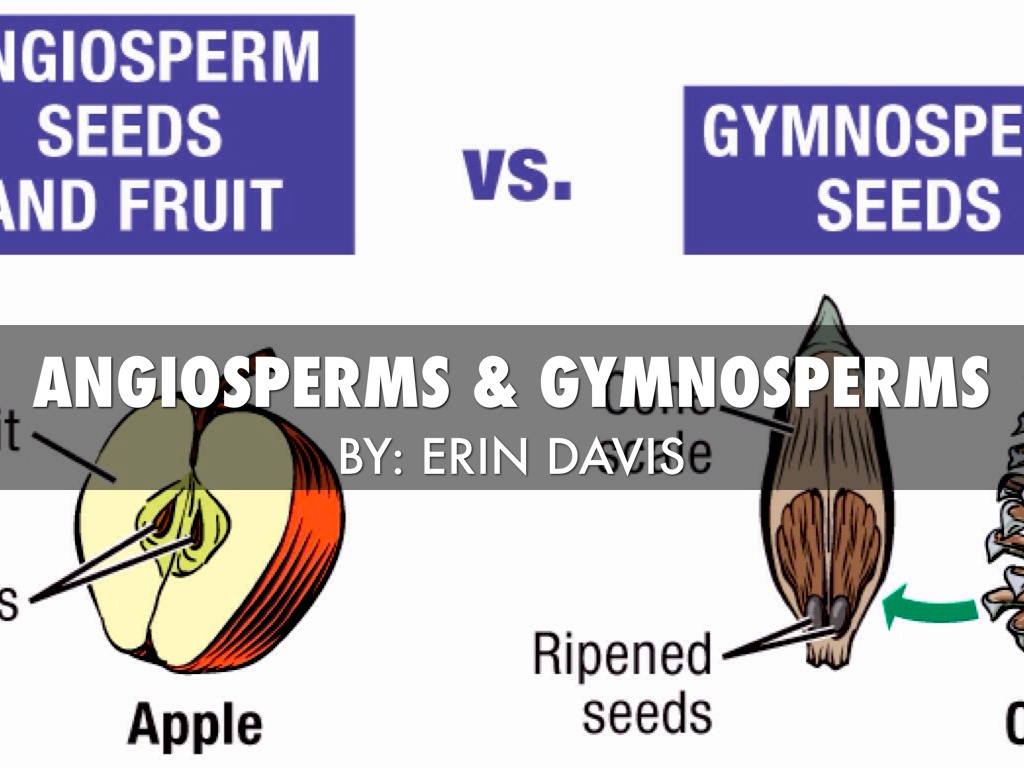 what-is-angiosperm-and-gymnosperm-angiosperms-and-gymnosperms-2019-01-22