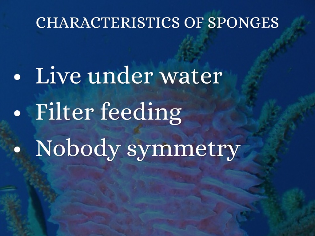 Animal Unit Part 2 By Alexis Mleziva by Alexis Mleziva