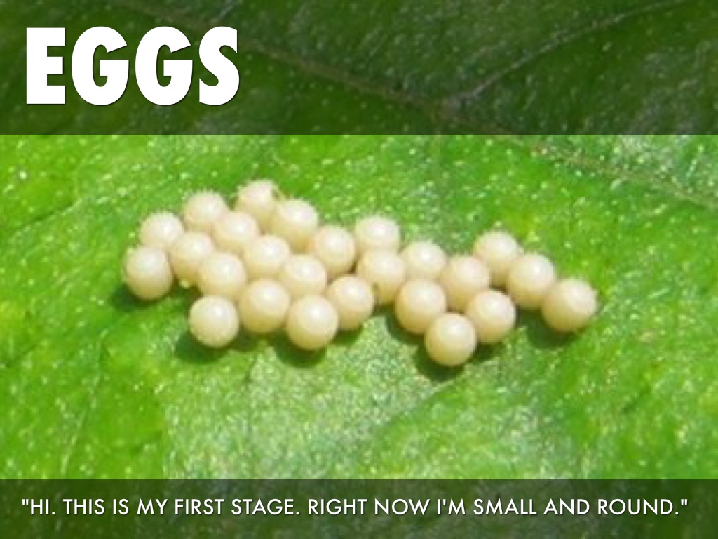 Life Cycle of a Butterfly