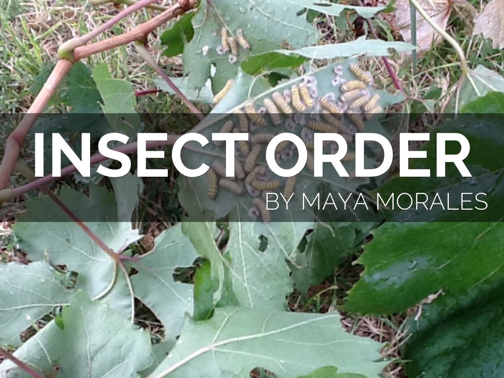 Incest Order By Maya Morales 