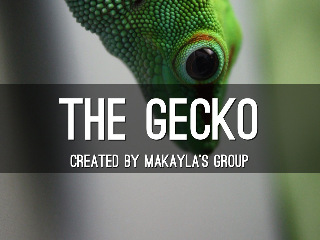Gecko Project
