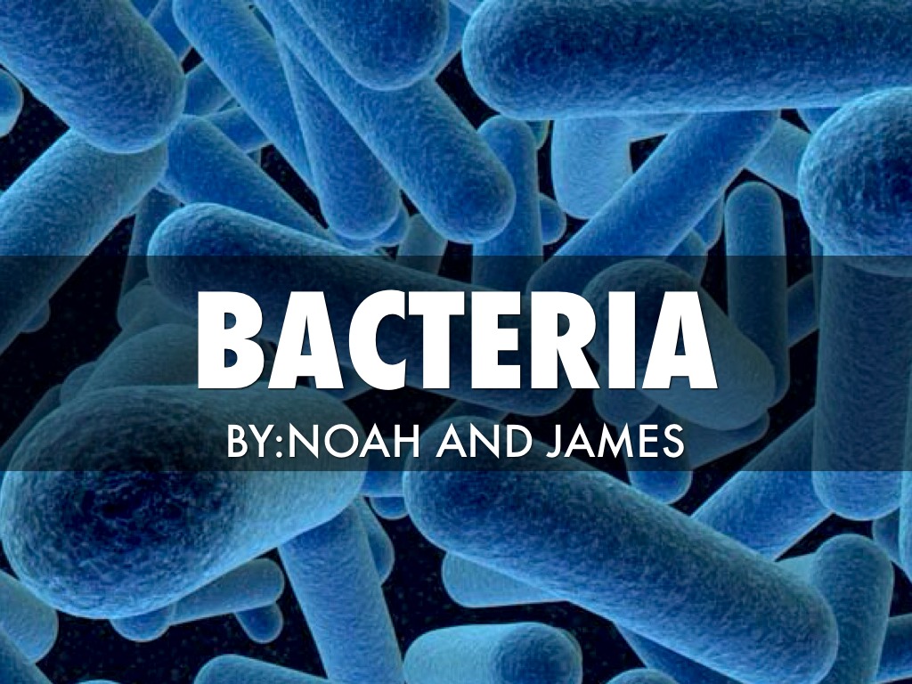 Bacteria 