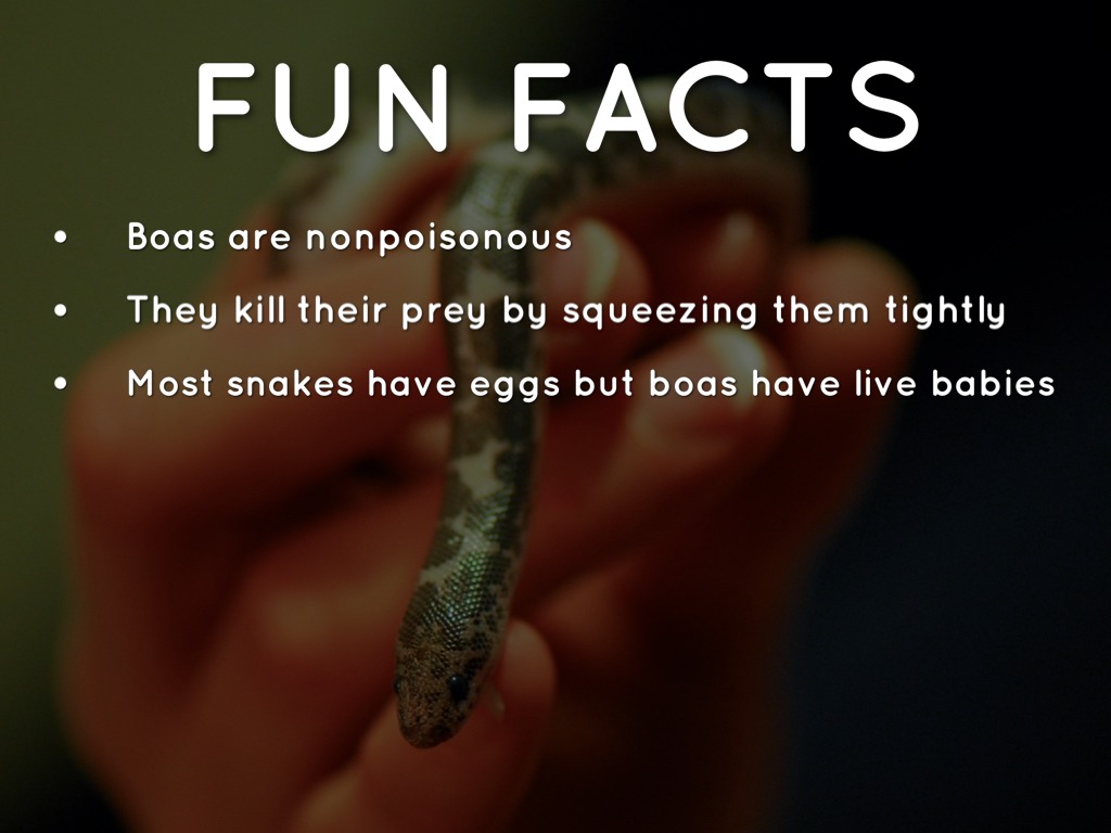 boa by franklin3rdgrade.5