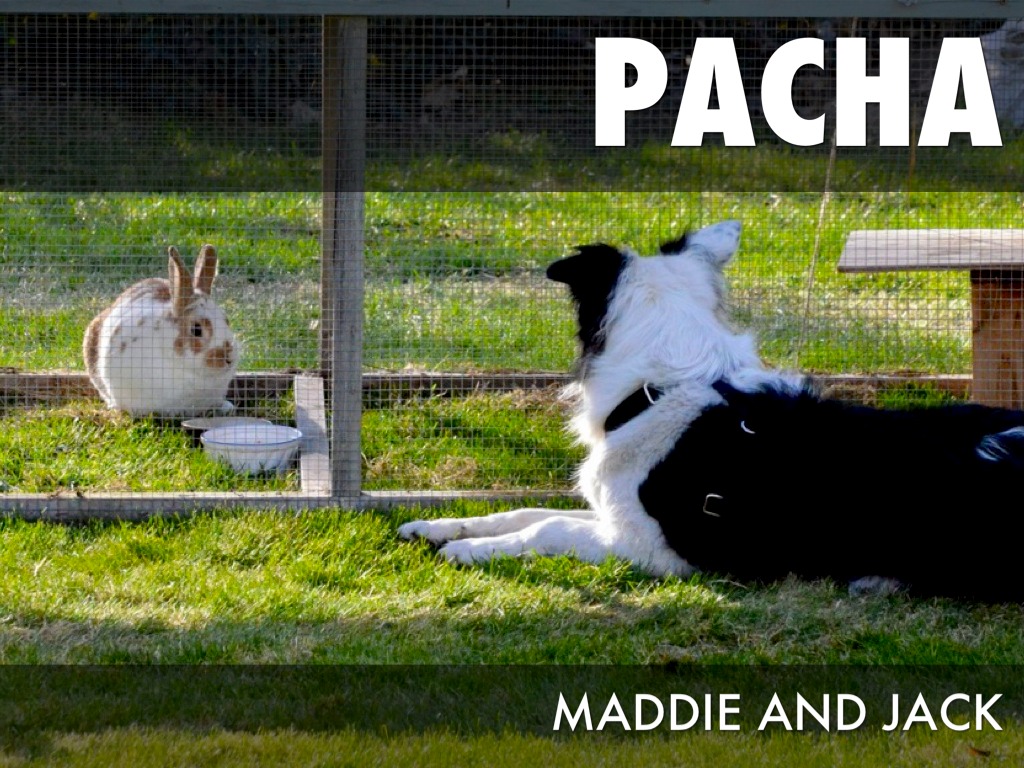 Social Life-if You're  Dog