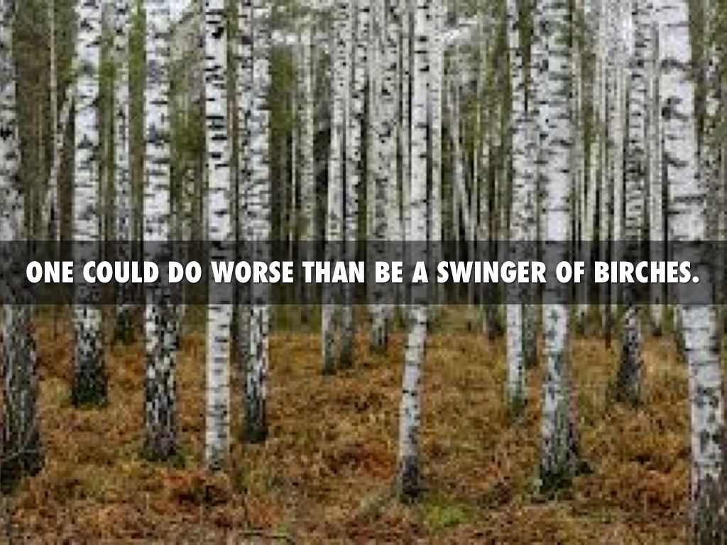 Birches by Ashlynn