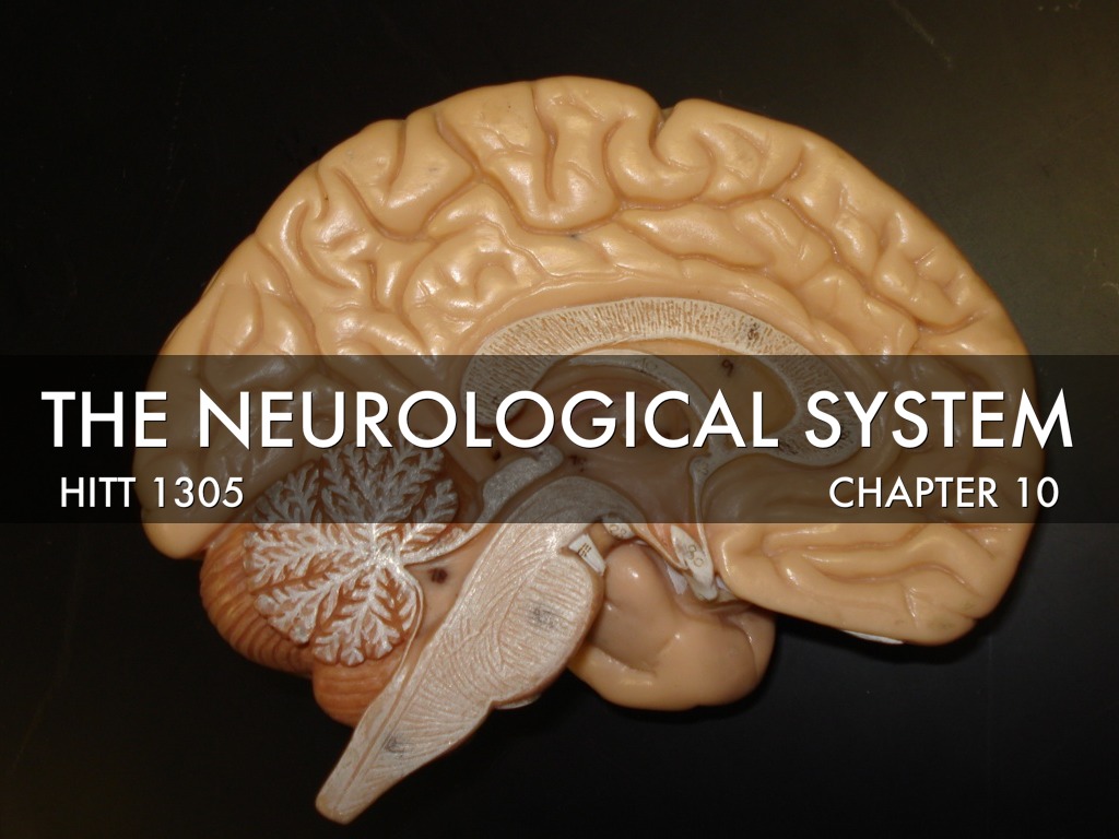 HITT 1305- Chapter 10: The Neurological System