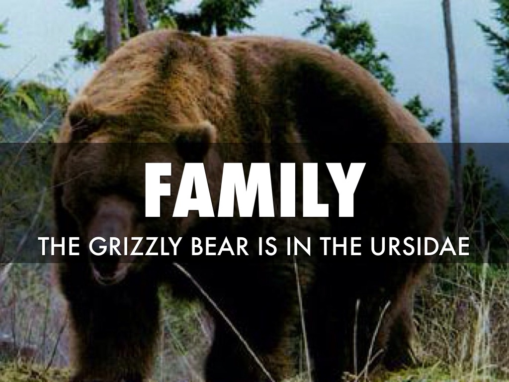 7 Levels Of Linaean Class by bh20jbailey