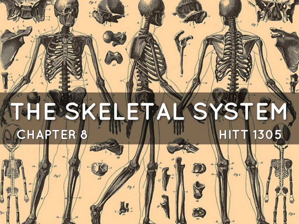 HITT 1305: Chapter 8- The Skeletal System