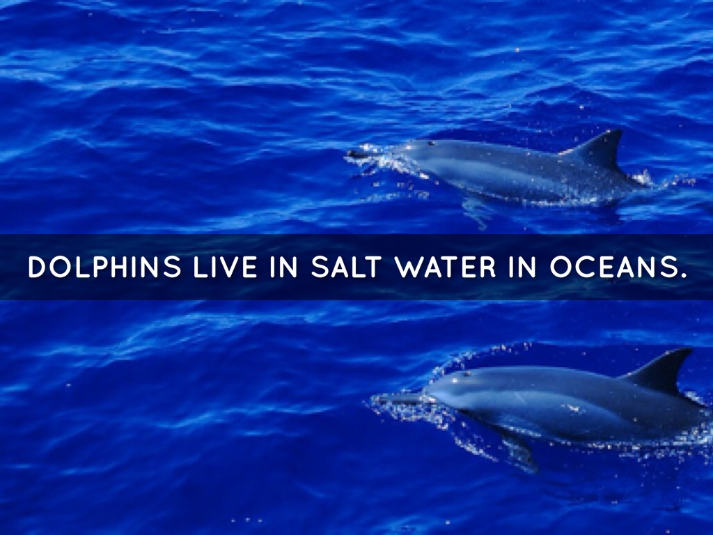 Dolphins by vietmeik