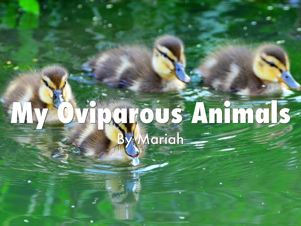 My Oviparous Animals By Mariah