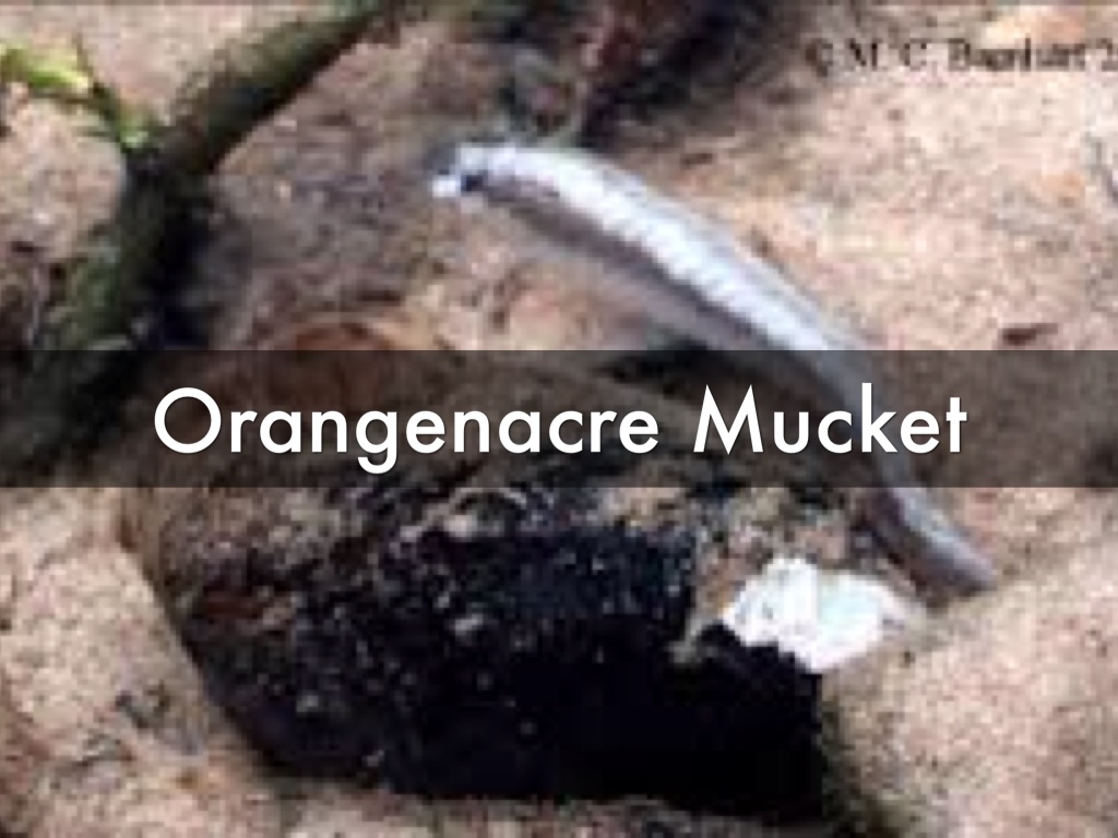 MC Endangered Species 