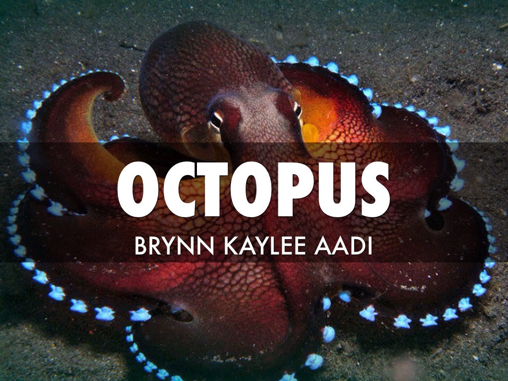 Octopus
