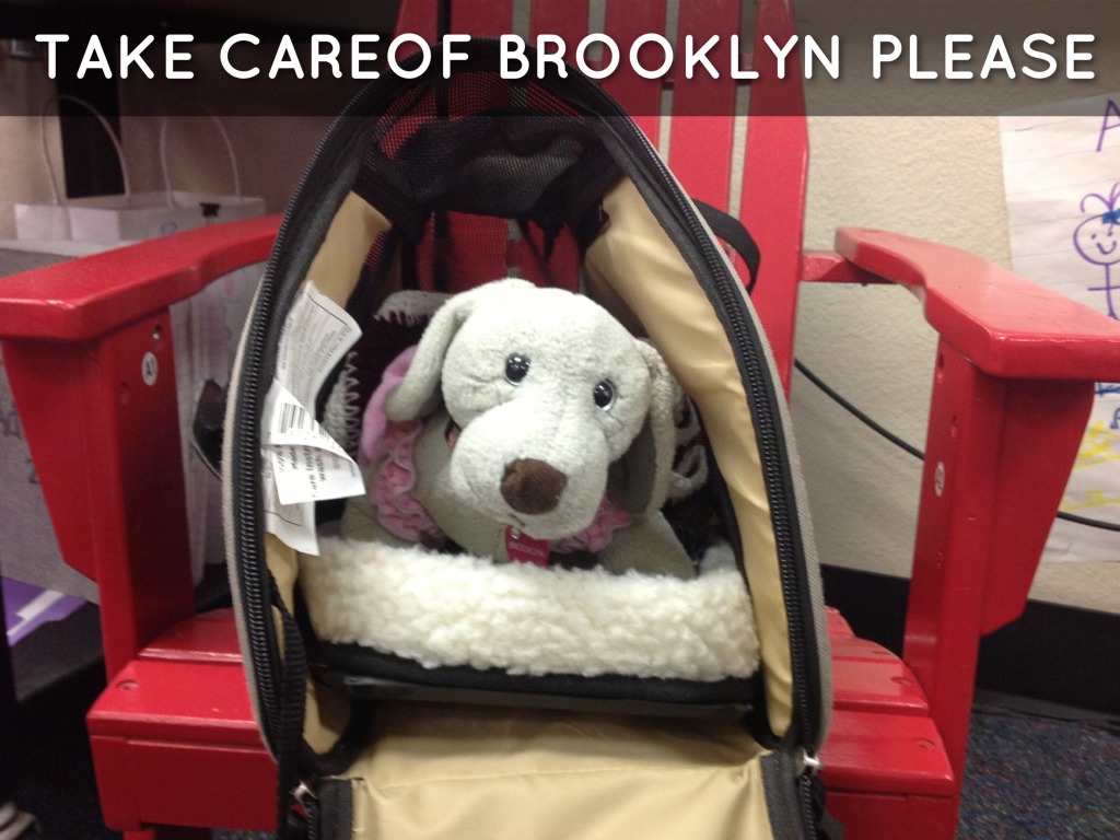 Pet Sitting Brooklyn by kklauser