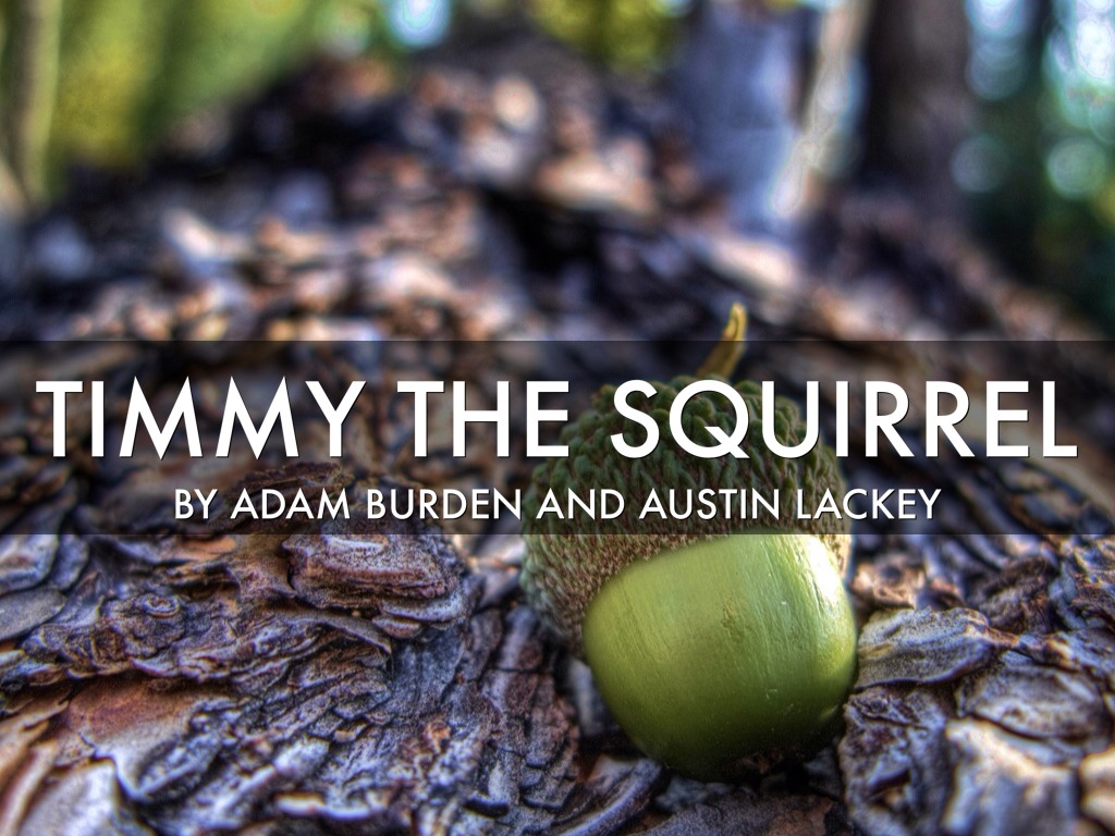 Timmy The Squirrel