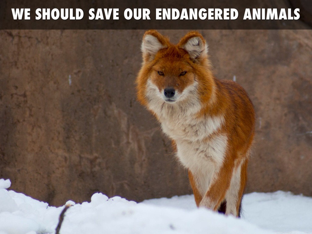 Save The Worlds Animals