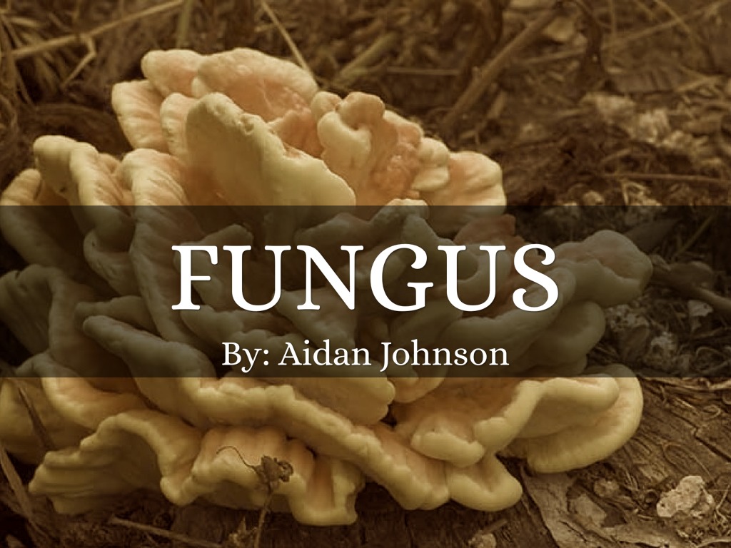 Fungus 