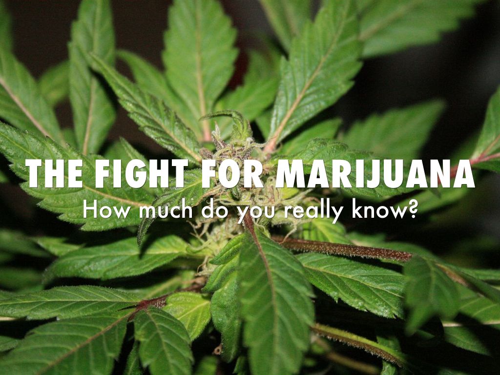 The Fight for Marijuana