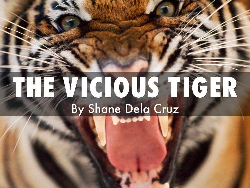 The vicious tiger