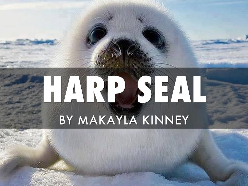 Harp Seal Evolution