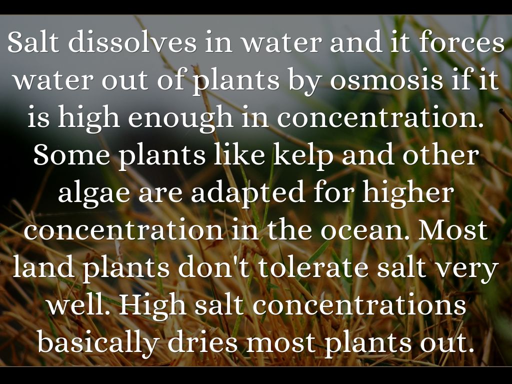 Salt concentration toxicity in lentil seeds by ernie_96