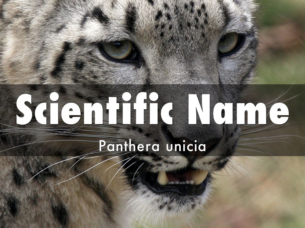 The Snow Leopard by mdbaseball96