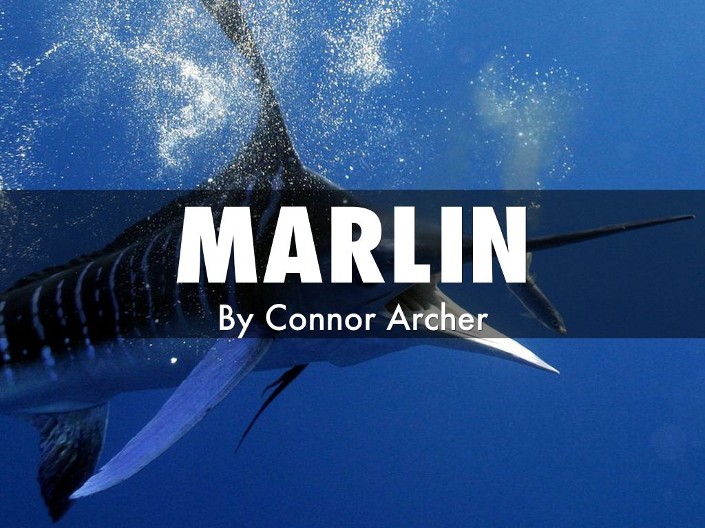 marlin