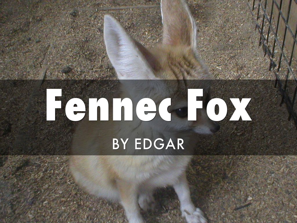 Fennec Fox by Edgar