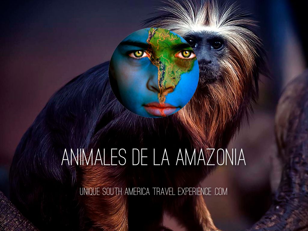 Animales de la Amazonia