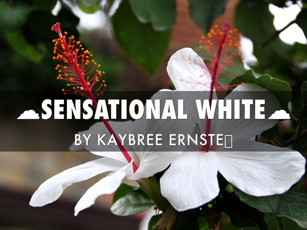 Sensational White