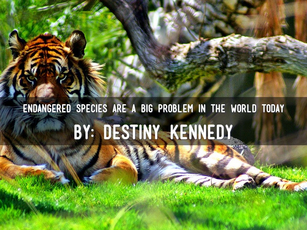 Endangered Species are a Big Problem in the World Today