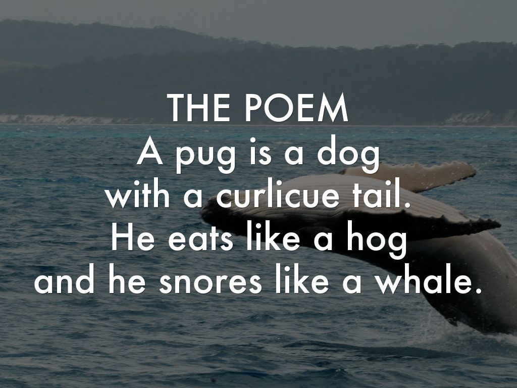 poems about pugs a pug is a by gabby lacourse poems about pugs a pug is a by gabby lacourse