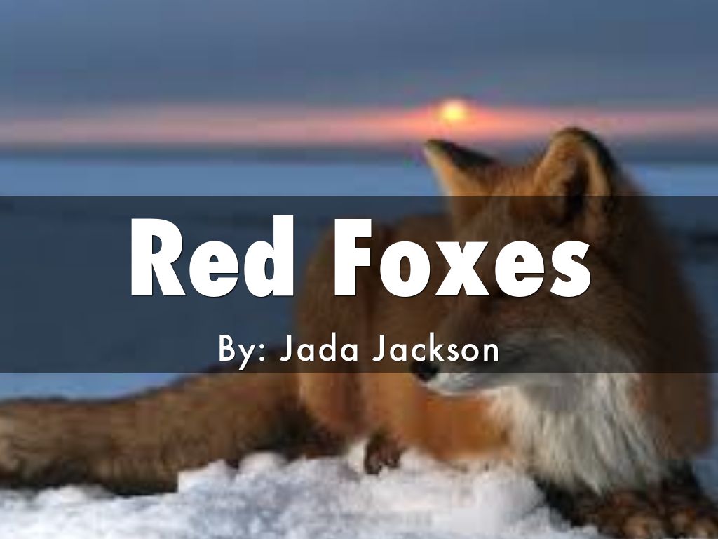 Red Foxes By: Jada Jackson